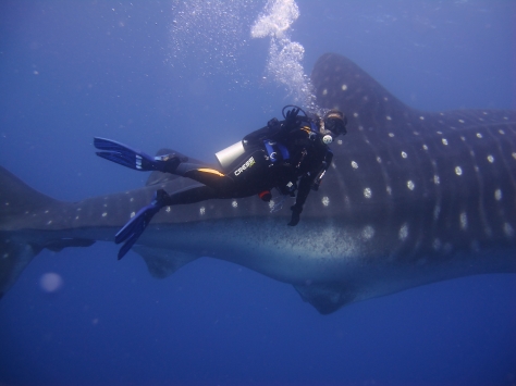 Diving with a Whale Shark in the Galapagos
